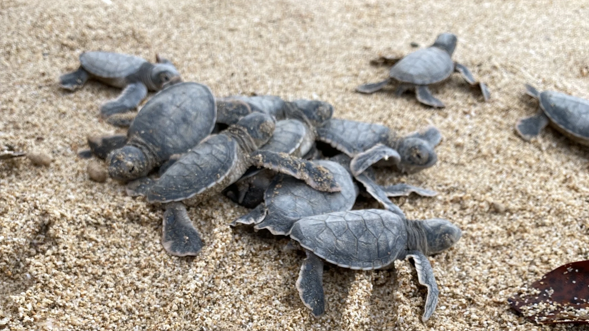 Half-day tour | Turtle release and Snorkeling In Con Dao Island